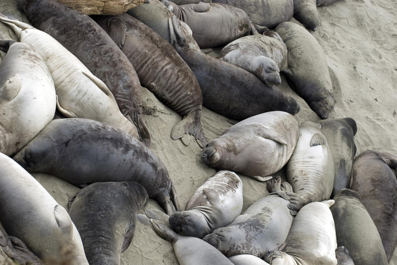 dozens of seals sleeping together on a the beach atpoint piedras blancas, california