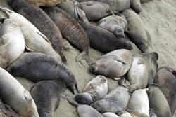 5708   beach covered in seals