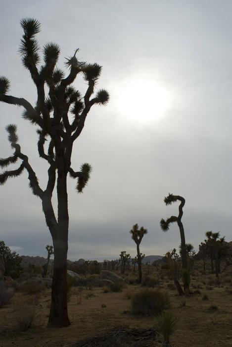 silhouette of joshua trees in californias joshua tree national park around sunset