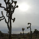 5645   joshua tree silhouette