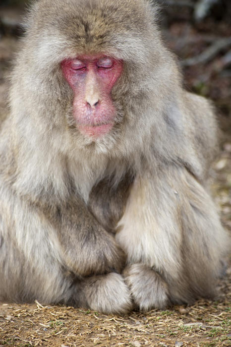 a grey old snow monkey taking a nap