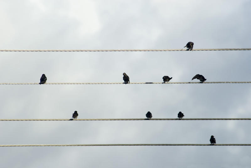 Flock of birds perched overhead on electricity cables against a cloudy sky resting ad grooming themselves