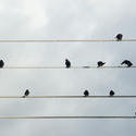 6364   Flock of birds on electricity cables