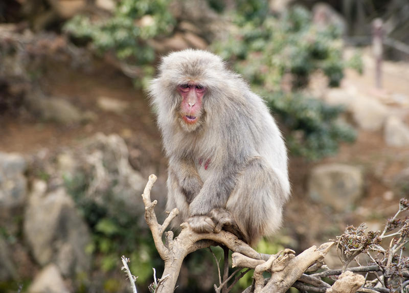 a wise old snow monkey sitting on a tree branch