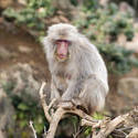 5965   wise old monkey