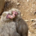 5966   love monkeys