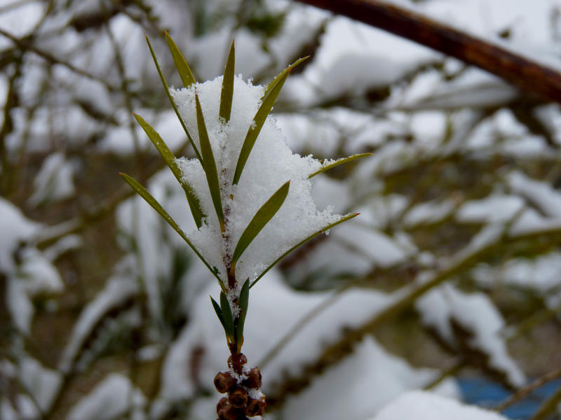 <p>Winter 2013... In my back garden</p>Snow flakes