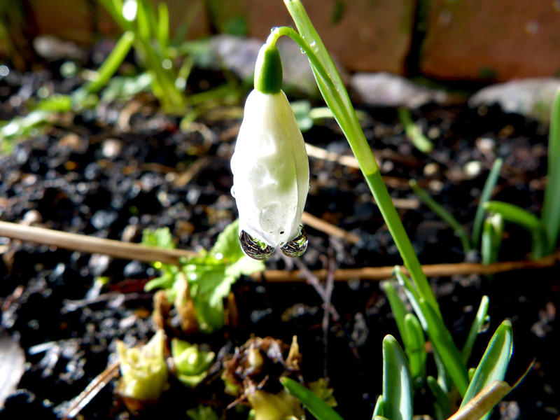 <p>water droplets on snowdrop</p>Snowdrop water droplets