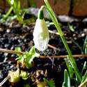 7628   Snowdrop