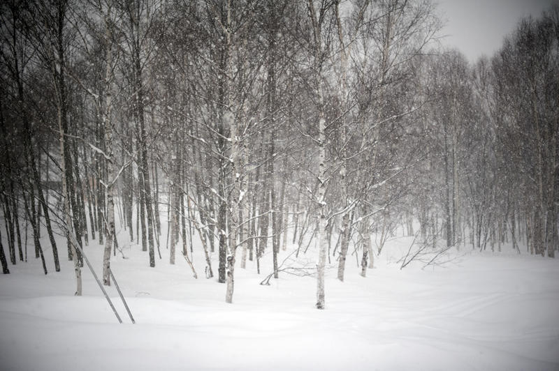 slow falling in a winter woodland of silver birch trees