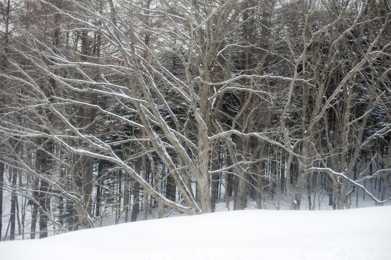 fresh fallen snow coating branches of trees in a woodland