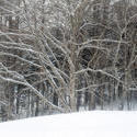 5970   winter woodland scene