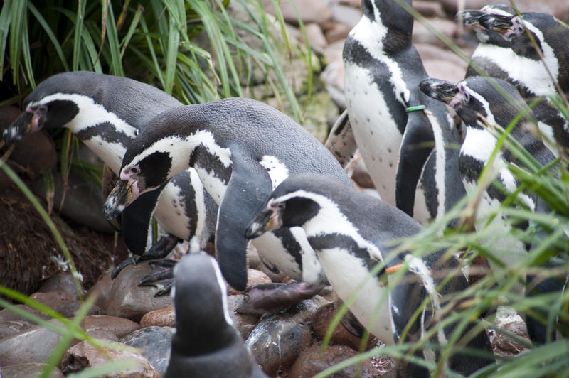 Group of Humbolt penguins, spheniscus humboldti, which originated from South America