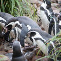 6365   Group of Humbolt penguins