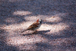 7245   sparrow