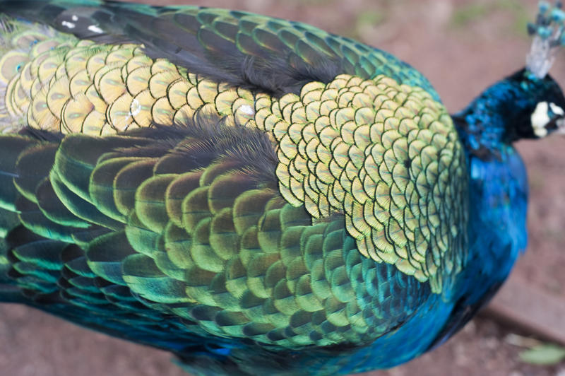 Closeup detail of the iridescent plumage and wing feathers of a peacock