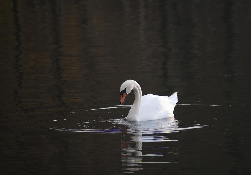 Beautiful white swan swimming on dark lake water with a reflection