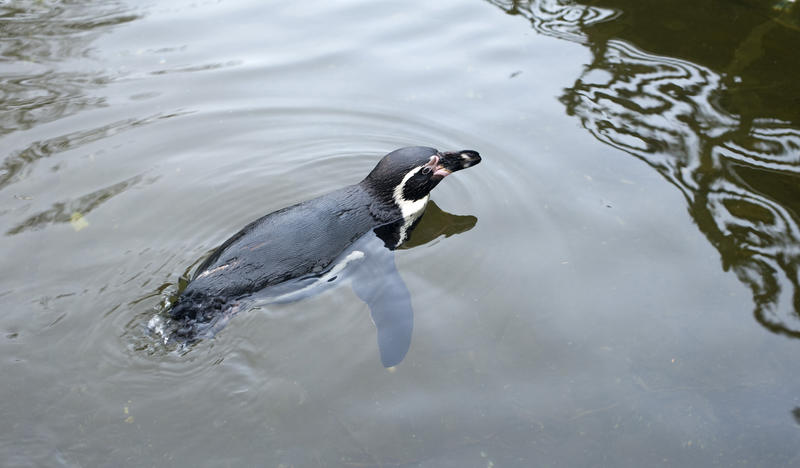 Single adult humbolt penguin swimming in lake or pond water in captivity
