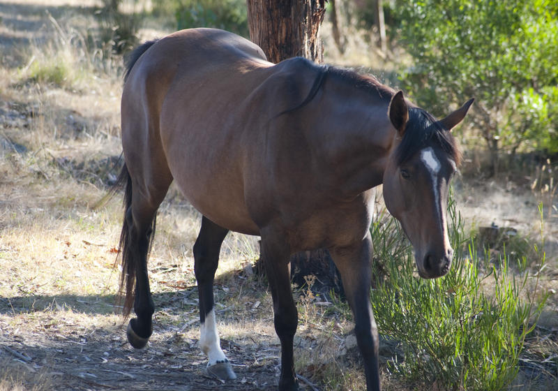 High angle view of a lonely brown horse walking through wooded countryside