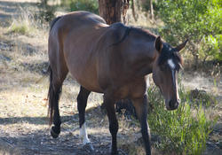 6277   Brown horse walking