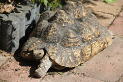 5930   tanzanian leopard turtle the netherlands 2011