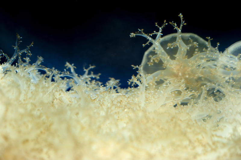 extreme close up on the organic structure of a jellyfish