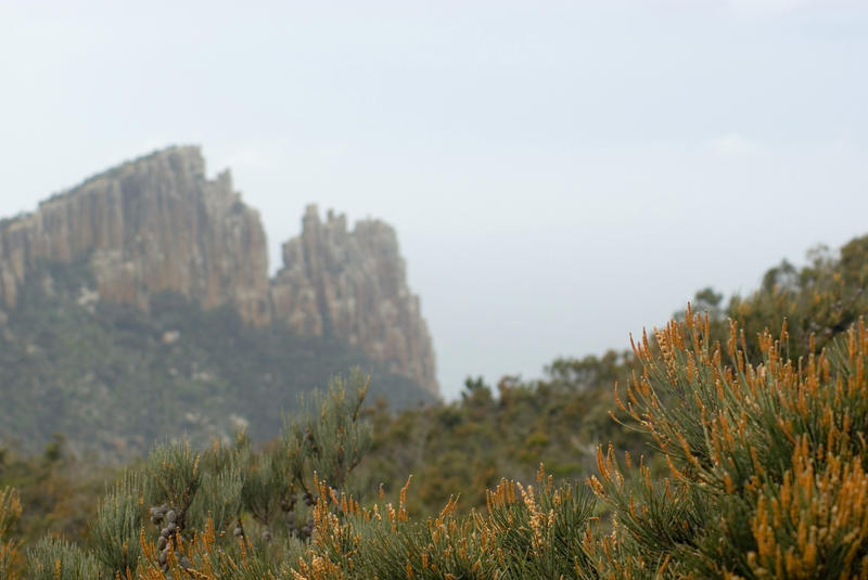 heathland vegetation on cape pillar with the blade rock formation in the background
