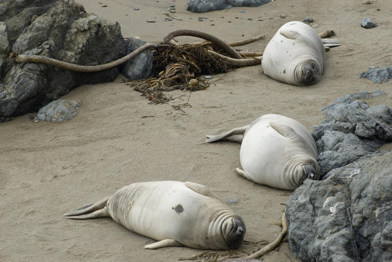 three pacific seals sleeping on a californian beach near point piedras blancas
