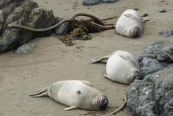 5709   point piedras blancas seal colony