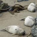 5709   point piedras blancas seal colony