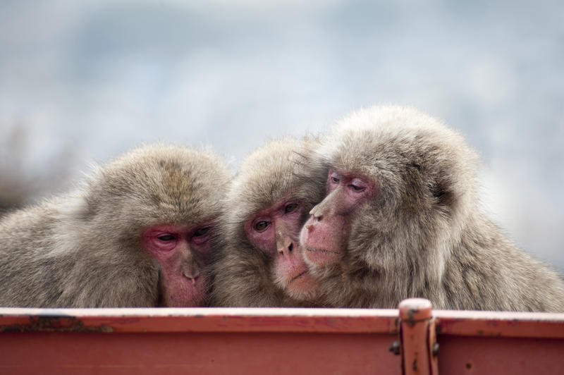 three snow monkeys huddled close together