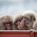 5967   three monkeys