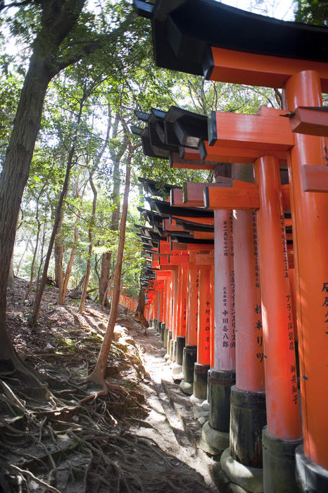 thousands of torii line walkways through the woodlands of funari hill, near the Fushimi Inari-taisha a shrine in kyoto, japan