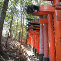 6137   line of torii gates