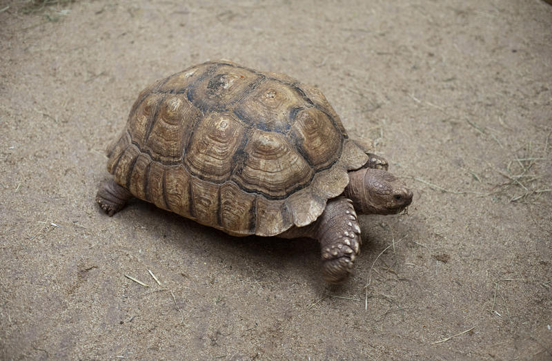 High angle view of an adult tortoise walking on dry ground with its head extended and showing its club-like legs and feet