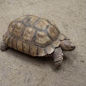 6388   Tortoise walking on dry ground