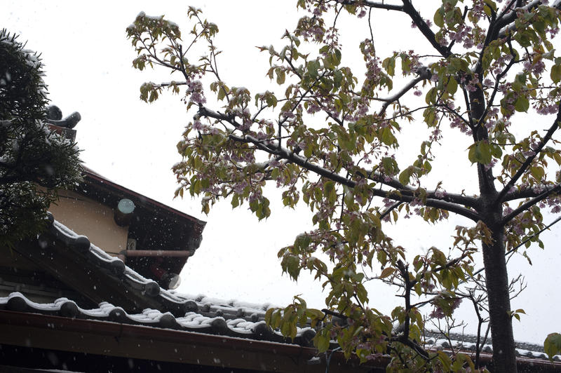 the last snow falls of winter falling on to an early blossoming tree in a japanese garden