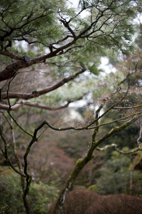 rain drops falling from trees in a winter garden scene