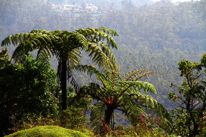 These large ferns can be seen in Horton plains national park, Sri lanka 