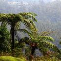 5725   Tree Ferns