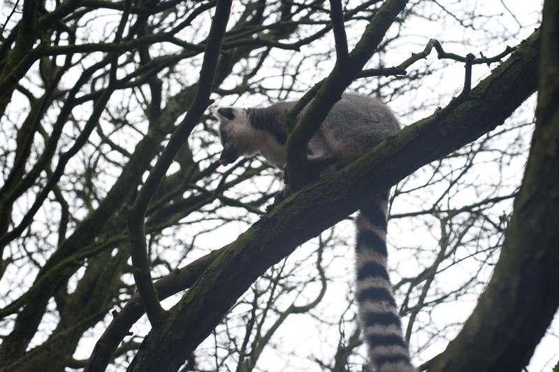 Ring-tailed lemur, Lemur catta, perched on a branch in a tree with its distinctive striped barred tail hanging down