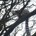 6412   Ring tailed lemur, Lemur catta