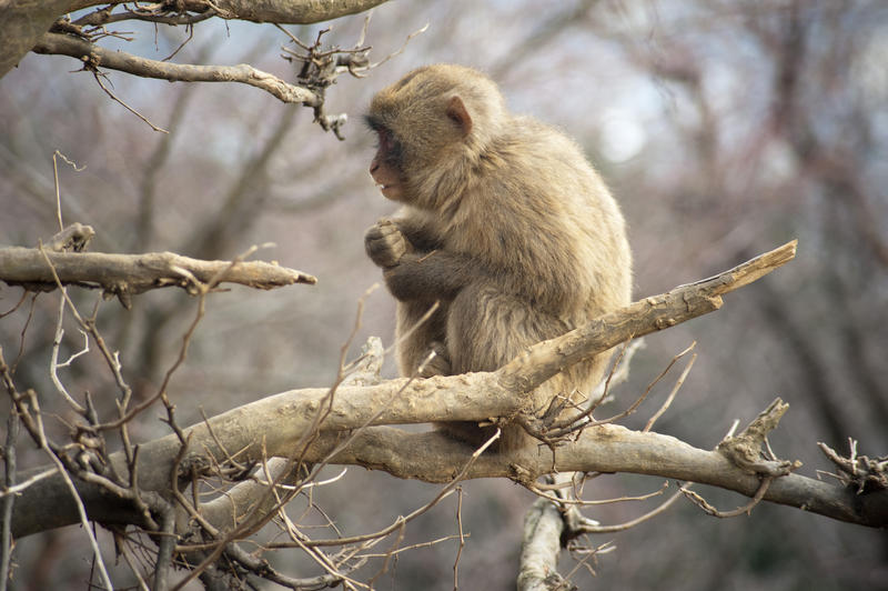 a japanese snow monkey sitting in a tree