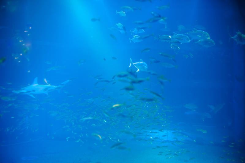 Trevally or jack fish swimming underwater in a large saltwater aquarium viewed through a public viewing window