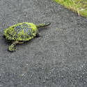 6389   Eastern long neck turtle