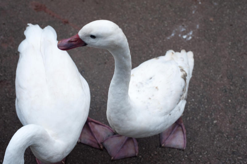 High angle view of two web-footed aquatic white domestic geese standing on the ground in a farmyard