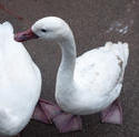 6366   White domestic geese