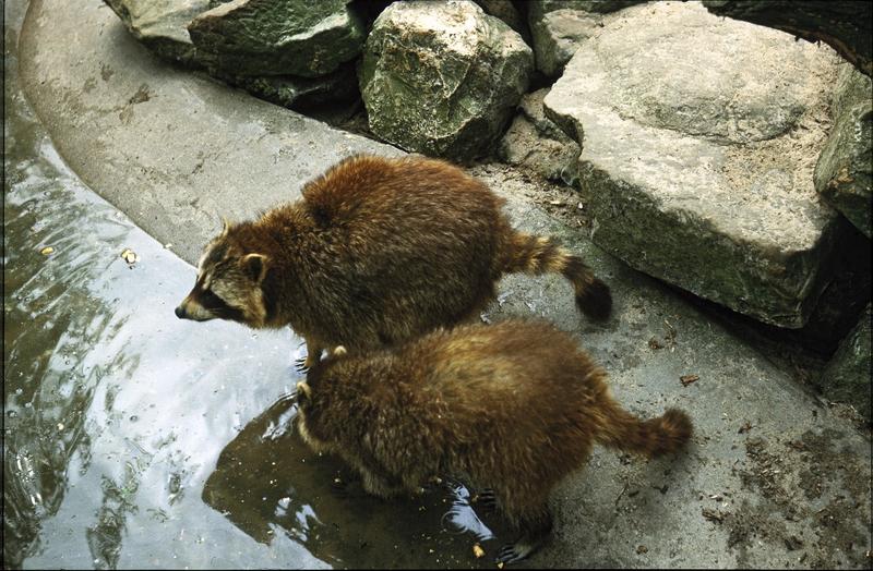 <p> Two racoons, Amsterdam zoo (Artis Natura Magistra), midseventies (originally slide)</p>