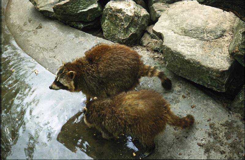 <p>&nbsp;Two racoons, Amsterdam zoo (Artis Natura Magistra), midseventies (originally slide)</p>