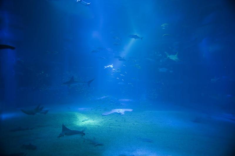 Huge saltwater aquarium tank providing a unique underwater marine ecosystem for the diverse fish and sealife that live there